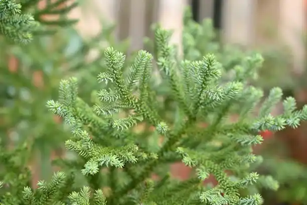 What is Lycopodium Clavatum Used For?